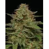 Strawberry Cheesecake Auto, Фасовка: 3